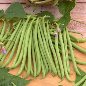 Haricot Nain Vert Delinel